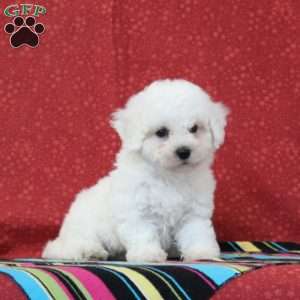 Walleye, Bichon Frise Puppy